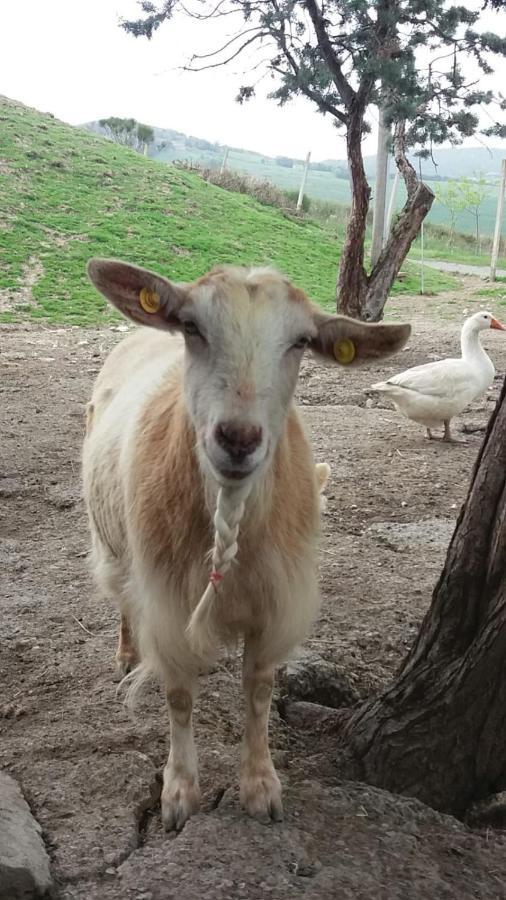 Agriturismo Santa Bruna Βολτέρρα Εξωτερικό φωτογραφία